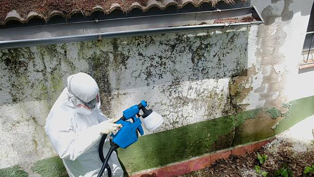Top rated local Mold Cleanup specialists in Lykens, PA